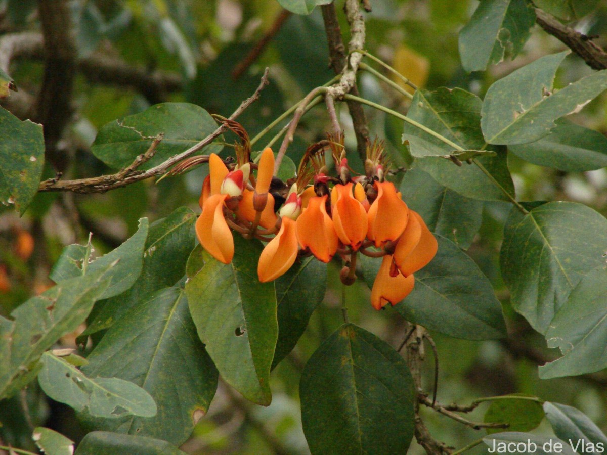 Erythrina fusca Lour.